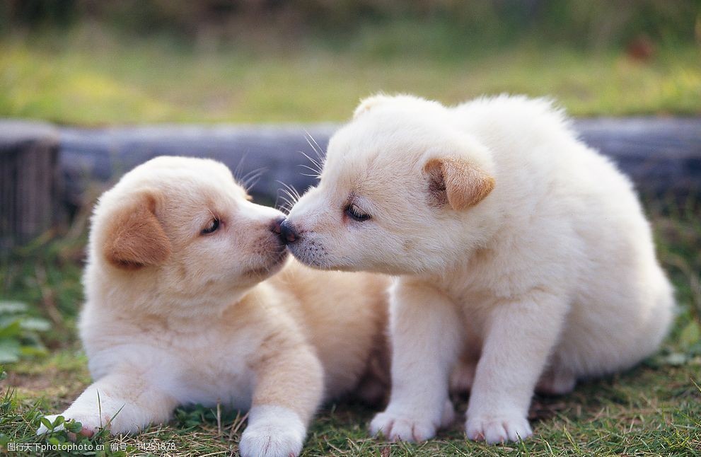 向猫伸手猫咪想后退——探索宠物护理的细腻之道